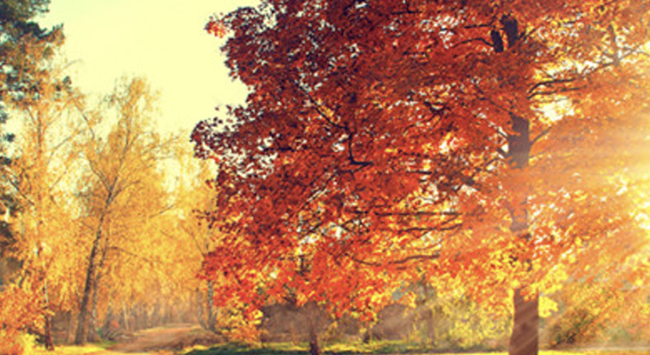 Fall Treescape