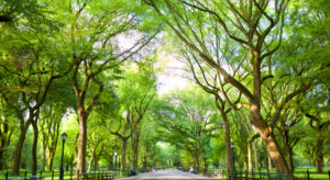 American Elm Trees in Central Park