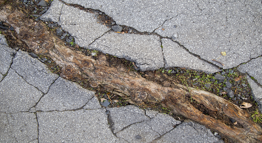 tree root in sidewalk