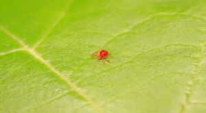 Red Spider Mite on a leaf