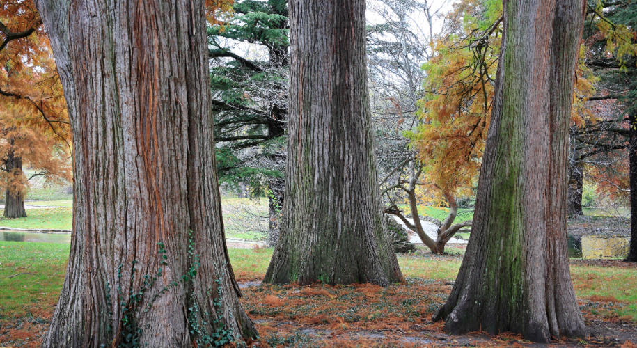 Eastern Red Cedar Tree Trunks