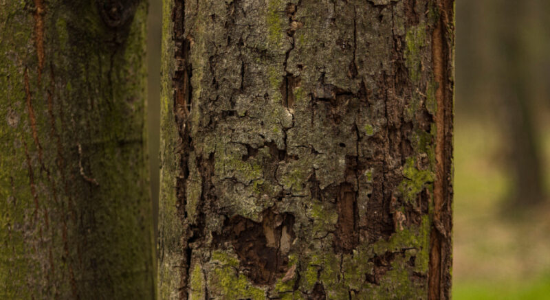 Is Your Tree Feeling Under the Weather? A Guide to Spotting Tree ...