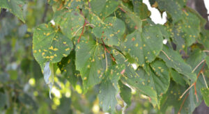 Leaves with Anthracnose