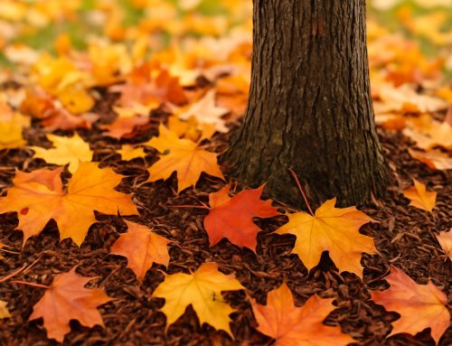 Don’t Wait for the First Freeze: Overlooked Tree Prep Tasks Mid-September in the Mid-Atlantic