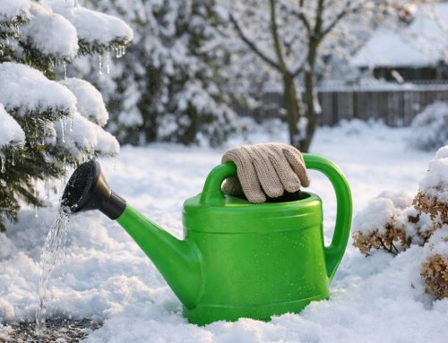 Winter Watering Myths