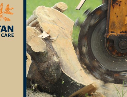 Stump Grinding & Removal 101