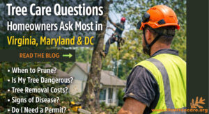 Titan Tree Care_Washington Dc Top Tree Care Questions (1)