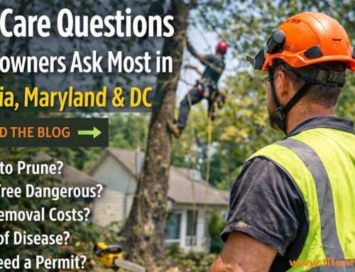 Tree Care Questions Homeowners Ask Most