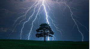 Titan Tree Care_Washington DC Trees and Lighting